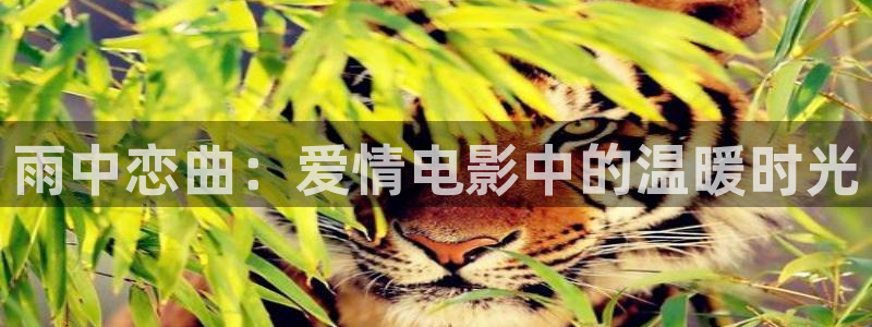 樱桃在线观看免费高清电视剧荣耀下载